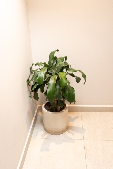 Sunlit plant-filled corner of the hotel
